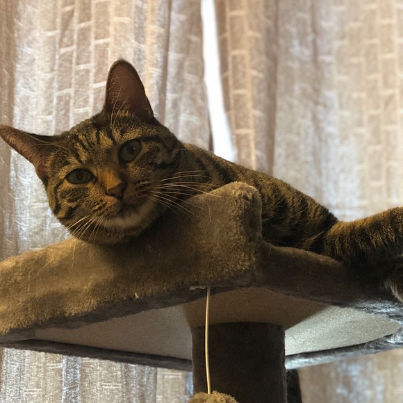 Meet your Posher, Anna - Picture 1 of 1